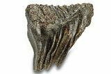 Fossil Woolly Mammoth Molar - Siberia #259879-4